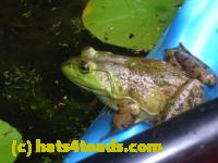 /home//u458753944/public_html/sourcegallery///Frogs/More bullfrogs/DSCN4296.JPG